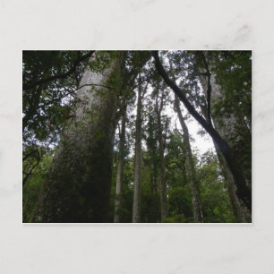 Postal Bosque de Kauri