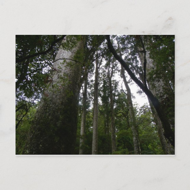 Postal Bosque de Kauri (Anverso)