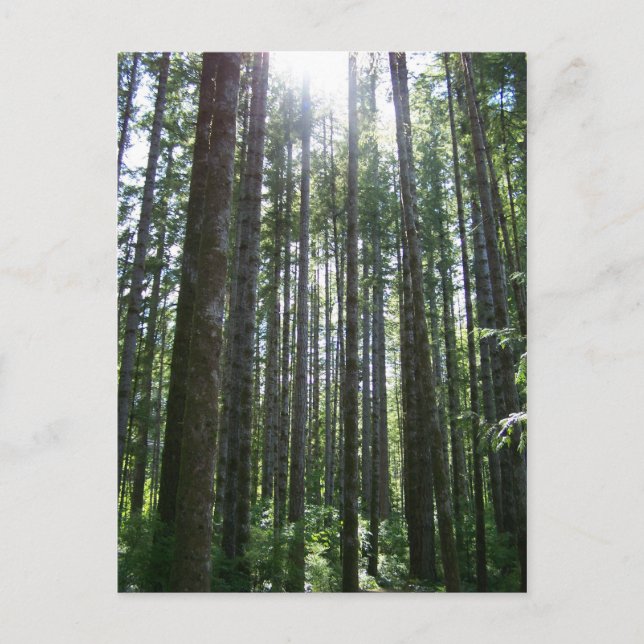 Postal Bosque de la isla Vancover (Anverso)