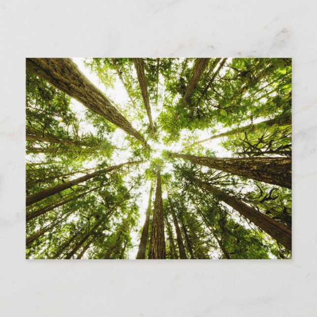 Postal Bosque de lluvias verdes (Anverso)