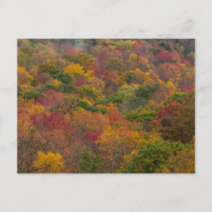 Postal Bosque de madera dura en el condado de Randolph, V