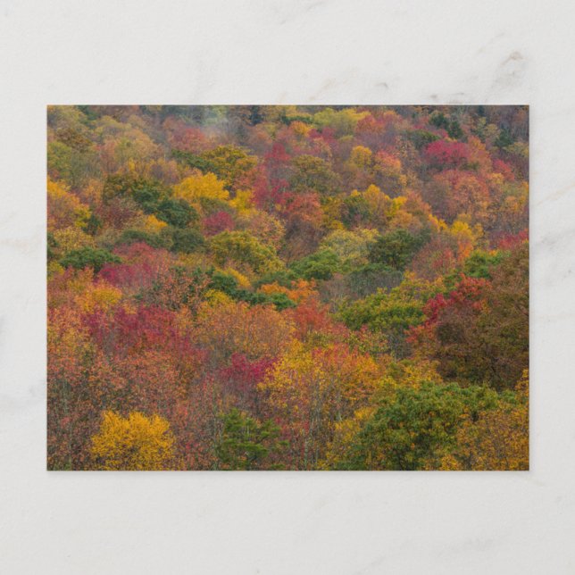 Postal Bosque de madera dura en el condado de Randolph, V (Anverso)