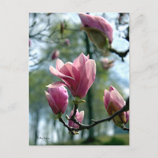 Postal Bosque de Magnolia (Anverso)