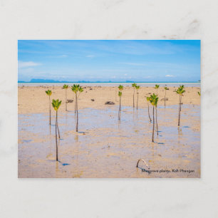 Postal Bosque de manglares