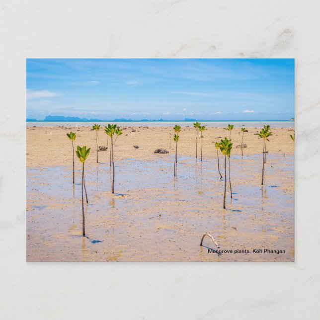 Postal Bosque de manglares (Anverso)