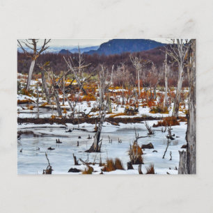 Postal Bosque de Niebla, Tierra del Fuego, Argentina.