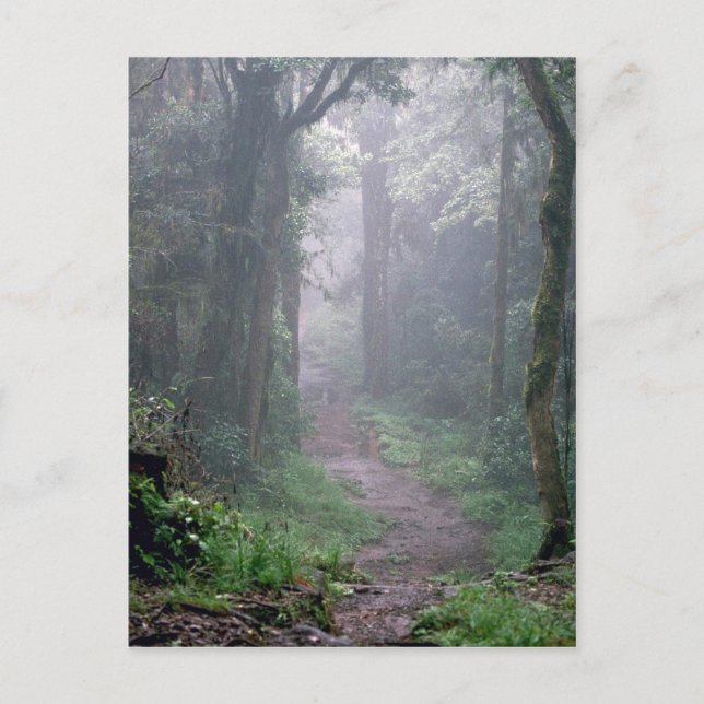 Postal Bosque de nubes, Monte Kilimanjaro, Tanzania (Anverso)