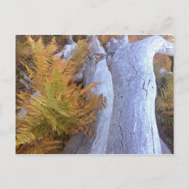 Postal Bosque de otoño