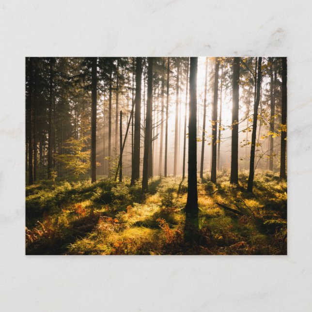 Postal Bosque de otoño con rayos de sol (Anverso)