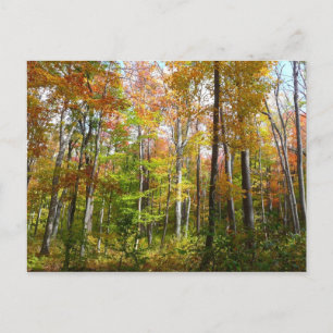 Postal Bosque de otoño I Fotografía de paisaje otoñal