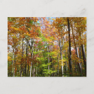 Postal Bosque de otoño II Fotografía de paisaje otoñal
