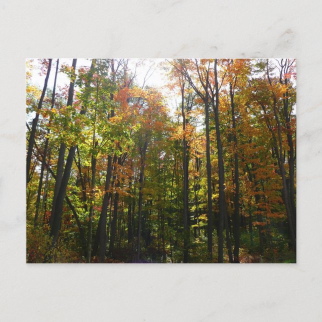 Postal Bosque de Otoño Iluminado por el Sol (Anverso)