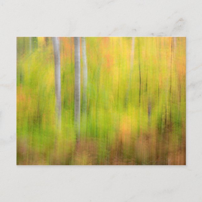 Postal Bosque de otoño | Michigan, Península Superior (Anverso)