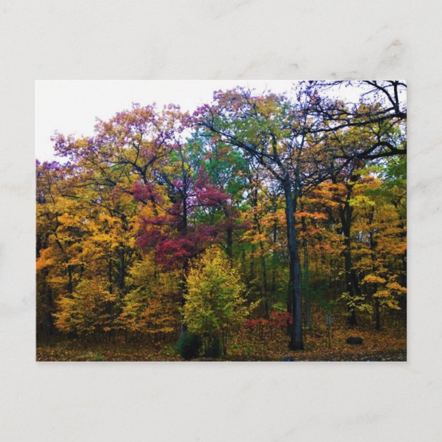 Postal Bosque de otoño oscuro (Anverso)