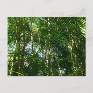 Postal Bosque de palmeras Naturaleza tropical