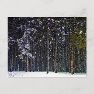 Postal Bosque de pinos con nieve en invierno-Chipre