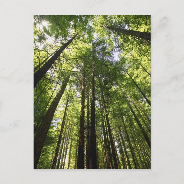 Postal Bosque de secuoya, Rotorua (Nueva Zelandia) (Anverso)