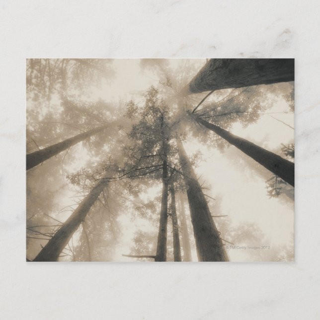 Postal Bosque de secuoyas, California del Norte (Anverso)