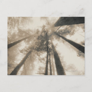 Postal Bosque de secuoyas, California del Norte