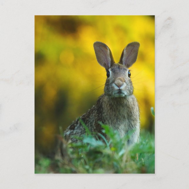 Postal Bosque de vida silvestre Rabbit Bunny (Anverso)