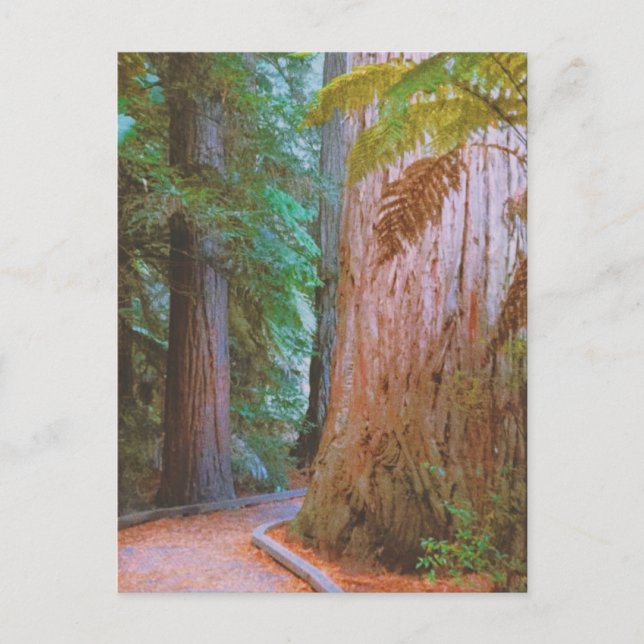 Postal Bosque de Wakawakareva (Anverso)