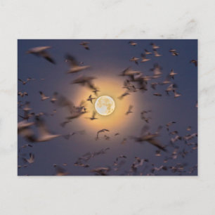 Postal Bosque del Apache National Wildlife Refuge