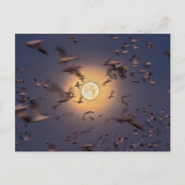 Postal Bosque del Apache National Wildlife Refuge (Anverso)