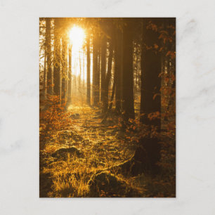Postal Bosque durante el otoño Baden Württemberg, Alema