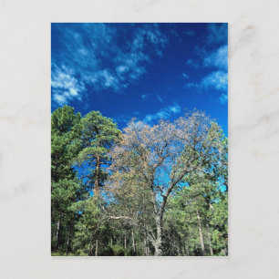 Postal Bosque en el monte Laguana, Parque Estatal Clevela