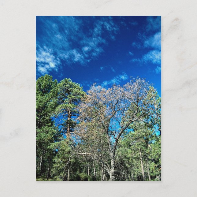 Postal Bosque en el monte Laguana, Parque Estatal Clevela (Anverso)