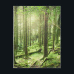 Postal Bosque en el parque nacional el | Kerry, Irlanda<br><div class="desc">Esta foto ofrece el sol que brilla a través del bosque cubierto musgo del árbol.</div>