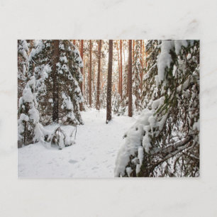 Postal Bosque en invierno