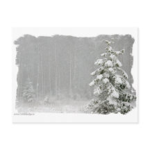 Bosque en invierno