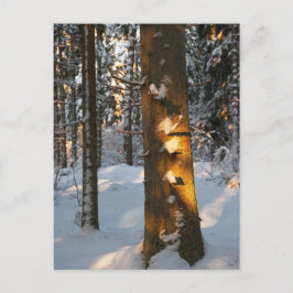 Postal Bosque en invierno