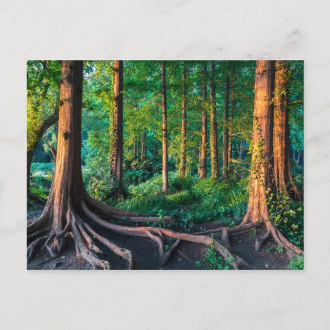 Postal Bosque en verano (Anverso)