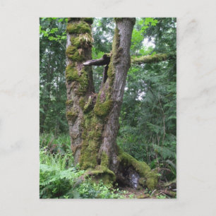 Postal Bosque en verde