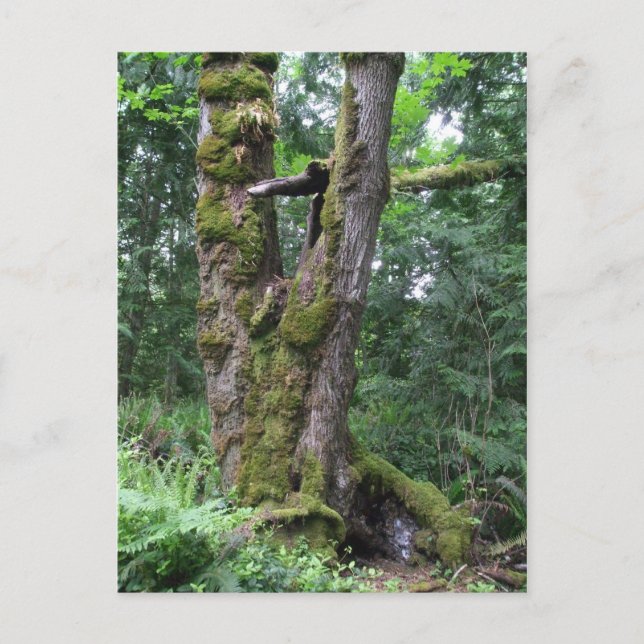 Postal Bosque en verde (Anverso)