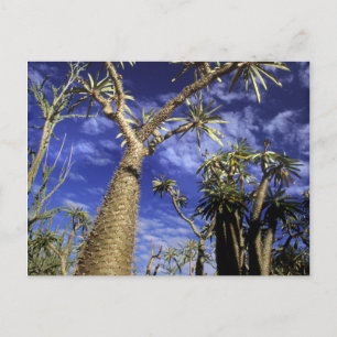 Postal Bosque Espinoso Formado Por Árboles Pachypodium