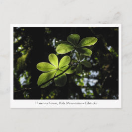 Postal Bosque Harenna Etiopía