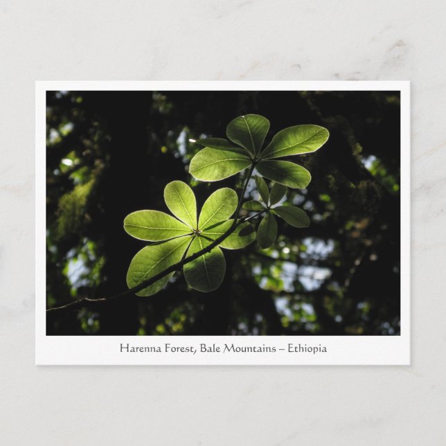 Postal Bosque Harenna Etiopía (Anverso)