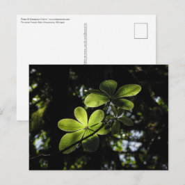 Postal Bosque Harenna Etiopía