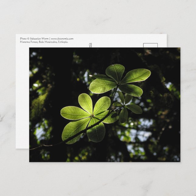 Postal Bosque Harenna Etiopía (Anverso / Reverso)
