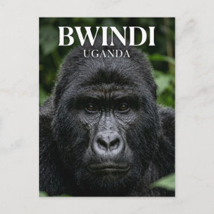 Postal Bosque impenetrable de Bwindi Uganda
