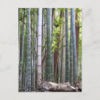 Bosque japonés gigante de bambú, Sagano, Kioto, Ja