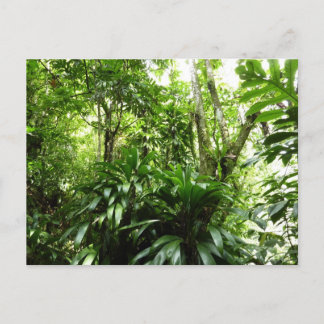 Postal Bosque lluvioso dominicano I Naturaleza tropical v