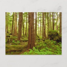 Postal Bosque Lluvioso Templado de Alaska