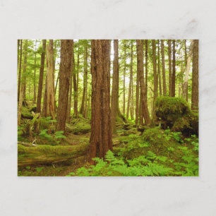 Postal Bosque Lluvioso Templado de Alaska