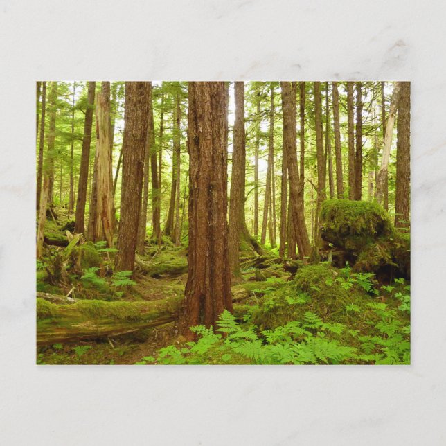 Postal Bosque Lluvioso Templado de Alaska (Anverso)