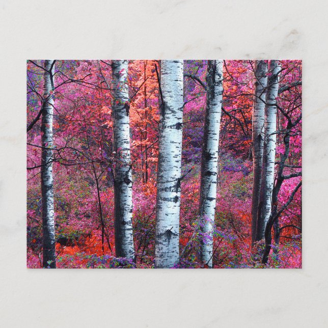 Postal Bosque mágico (Anverso)