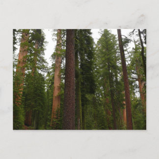 Postal Bosque Mariposa en el Parque Nacional Yosemite